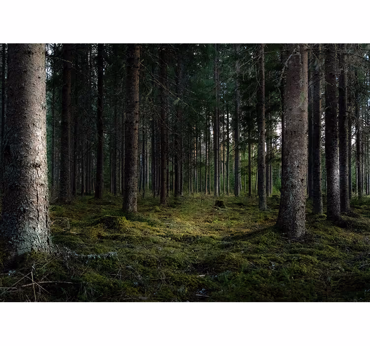 Klidná krajina Lesní fototapeta - TenStickers