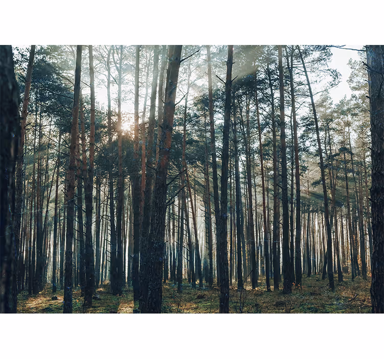 Krásná fototapeta z borového lesa - TenStickers