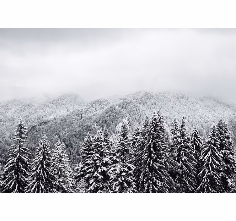 Fototapeta zasněžený les s horou borovice - TenStickers