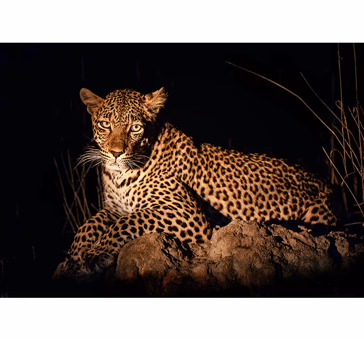 Leopard v záři reflektorů Fototapeta zvířata - TenStickers