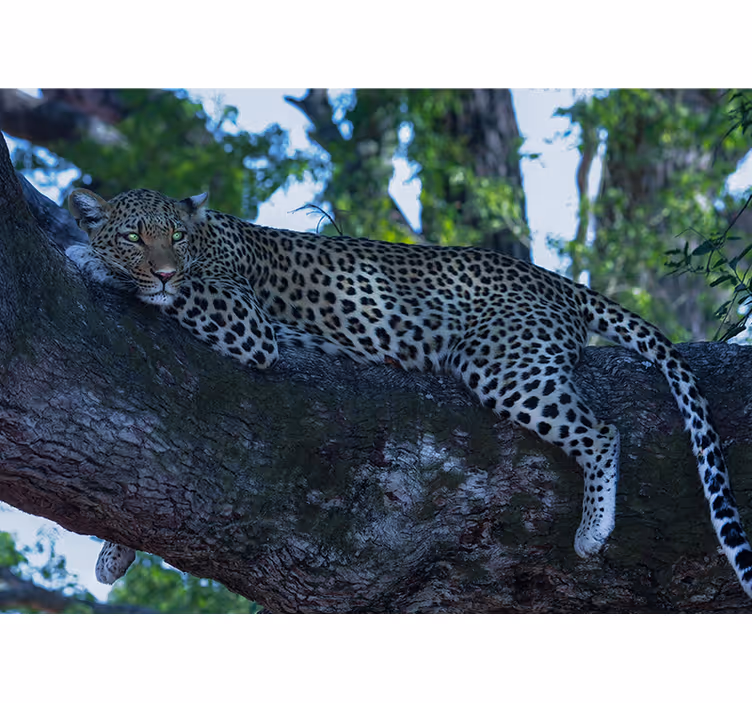 Leopard pohodlně odpočívá Fototapeta zvířata - TenStickers