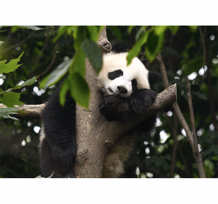 Fototapeta roztomilé dítě panda medvědi - TenStickers
