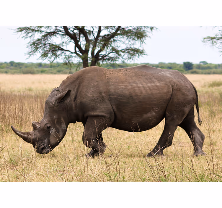 Fototapeta zvířata nosorožec na serengeti - TenStickers