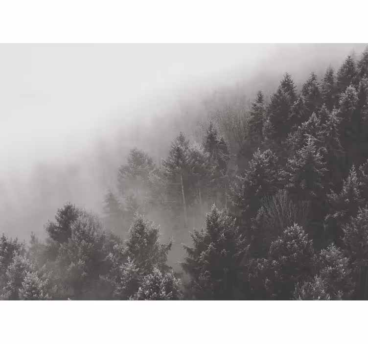 Lesní fototapeta mlžný borový krajina - TenStickers