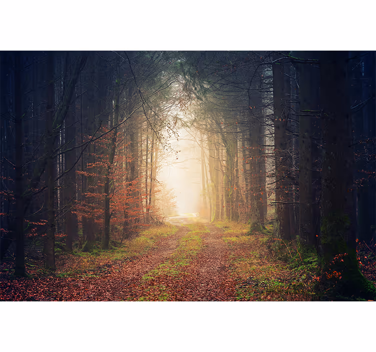 Podzimní cesta Lesní fototapeta - TenStickers