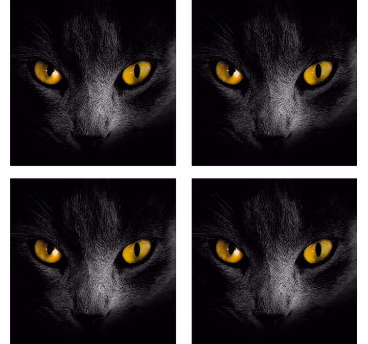 černá kočka halloweenpodtácek - TenStickers
