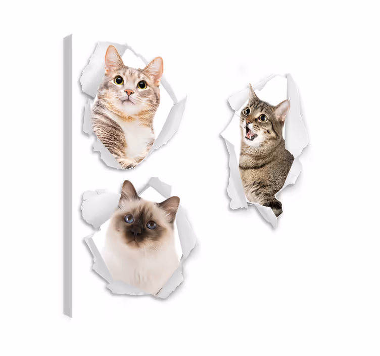 Obraza koček kocouří iluze - TenStickers
