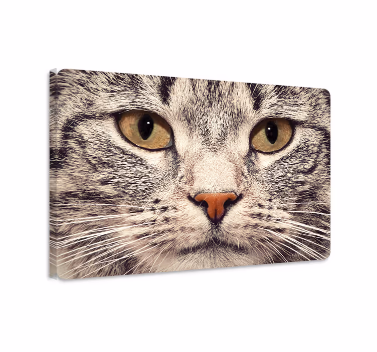 Obraza koček samolepka na notebook - TenStickers