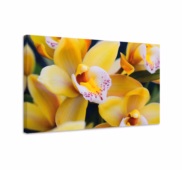 Obraza květin a rostlin vzrušující orchideje - TenStickers