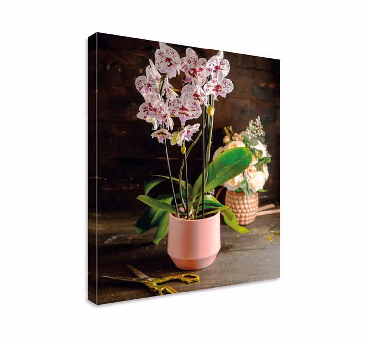 Aranžmá s orchidejí Obraza květin a rostlin - TenStickers