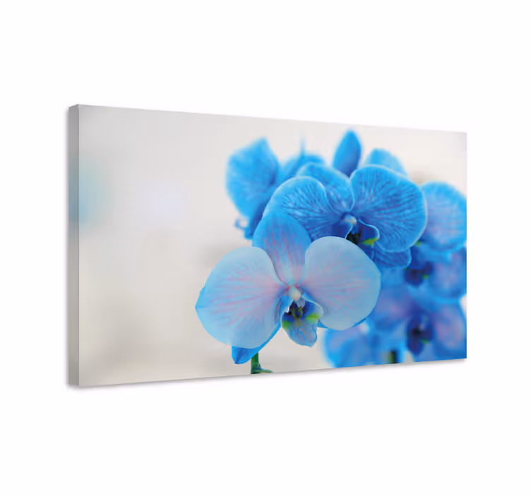 Modrá orchidej květina květ obraz - TenStickers