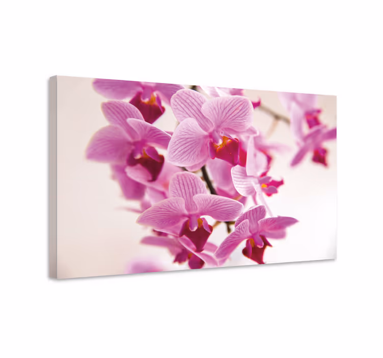 Obraza květin a rostlin křehké květy orchidejí - TenStickers