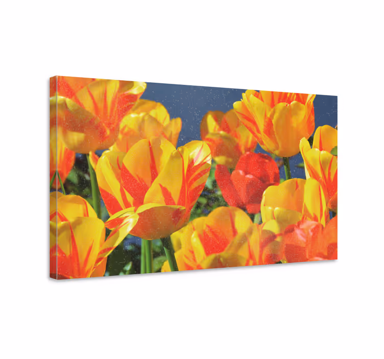 Obraza květin a rostlin vibrant tulipány - TenStickers
