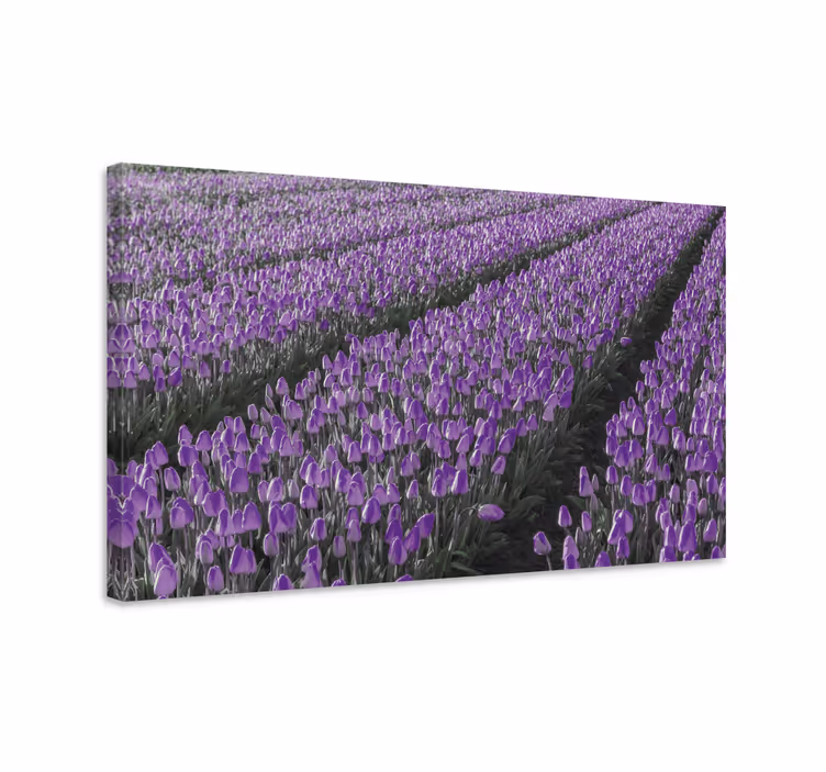 Obraza květin a rostlin fialové tulipánové pole - TenStickers