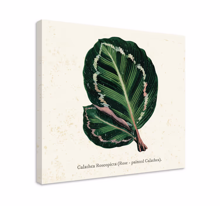Ilustrace list calathea Obraz rostlin - TenStickers