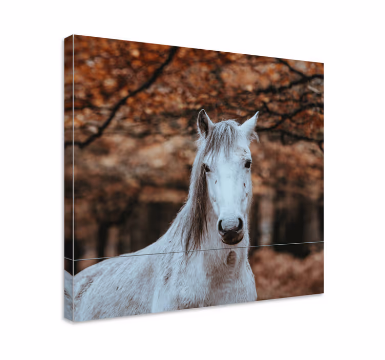 Podzimní bokeh koňské obraz - TenStickers