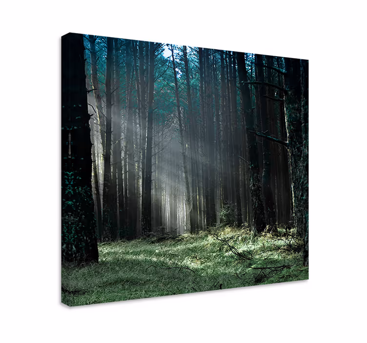 "příroda" modrá mlha lesní strom obraz - TenStickers