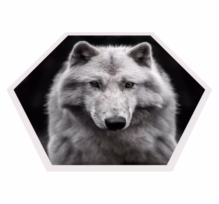 Alfa vlk na černém zvířecím koberci - TenStickers