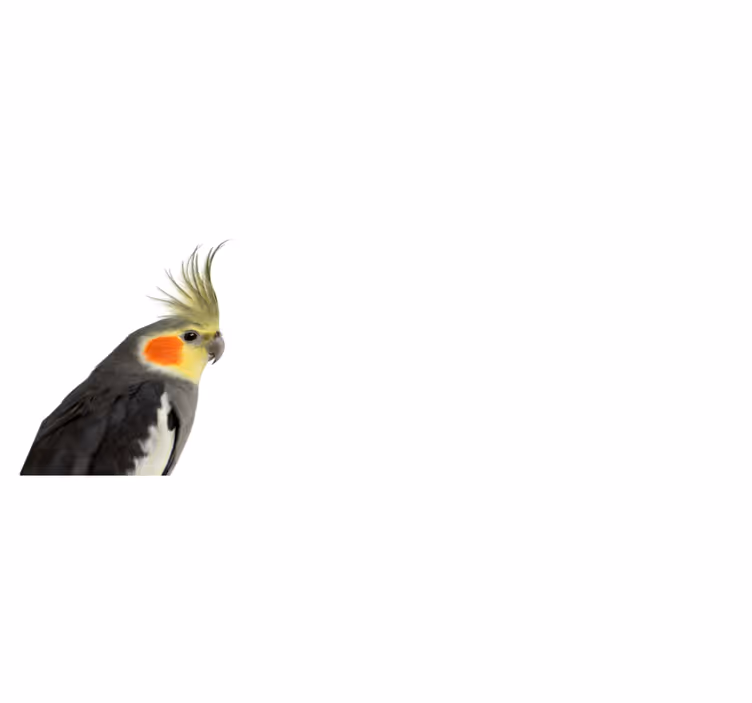 Koberec papouška zvířecího - TenStickers