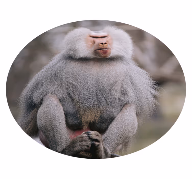 Paviáni sedící klidně Zvířecí vinylový koberec - TenStickers
