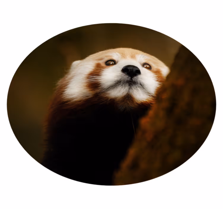 Zvíře roztomilý červený panda zvířecí koberec - TenStickers