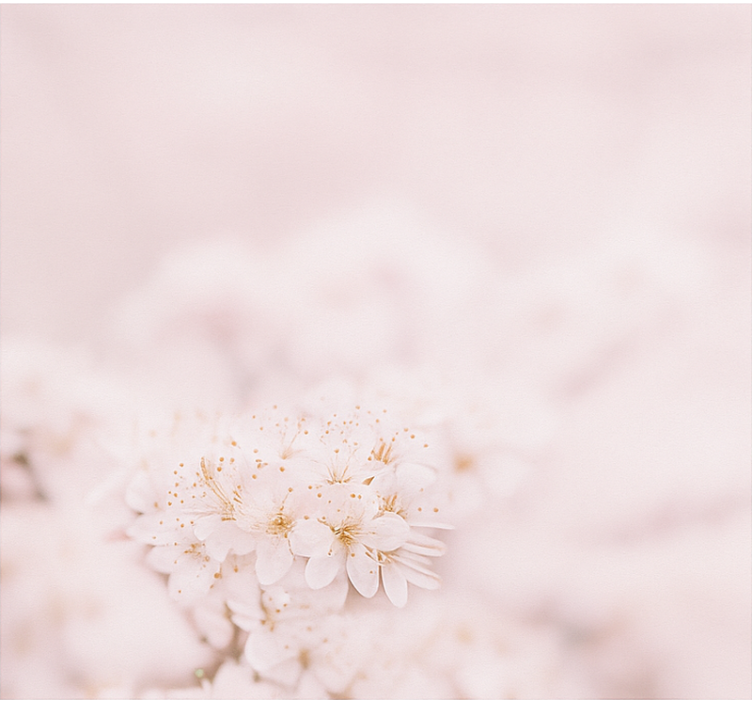 Jemné třešňové květy Roleta hlavní místnost - TenStickers