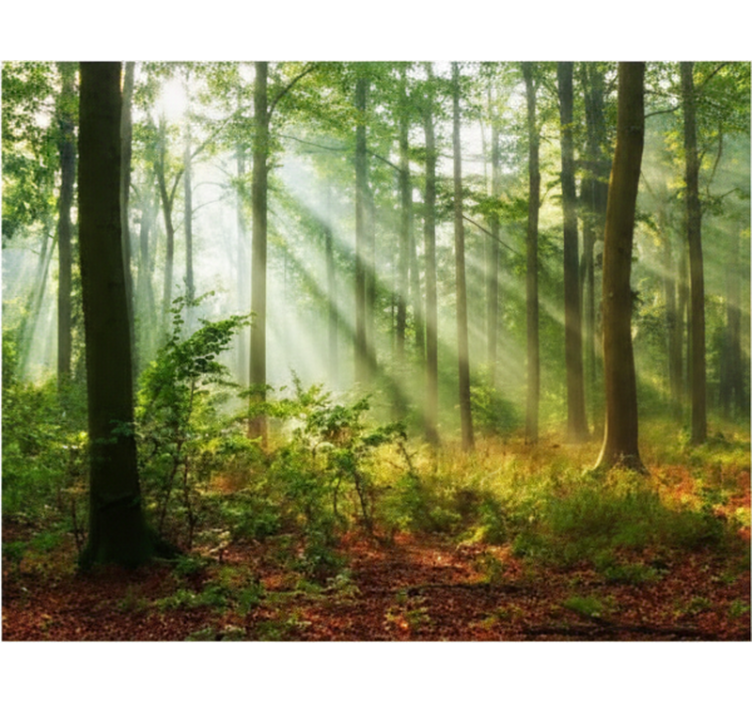 Roleta stromy přirozené světlo v lese - TenStickers