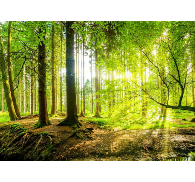 Roleta stromy vzkvétající horské údolí - TenStickers