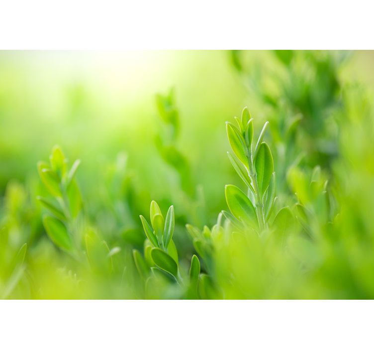 Roleta do obývacího pokoje jarní zelené listy - TenStickers