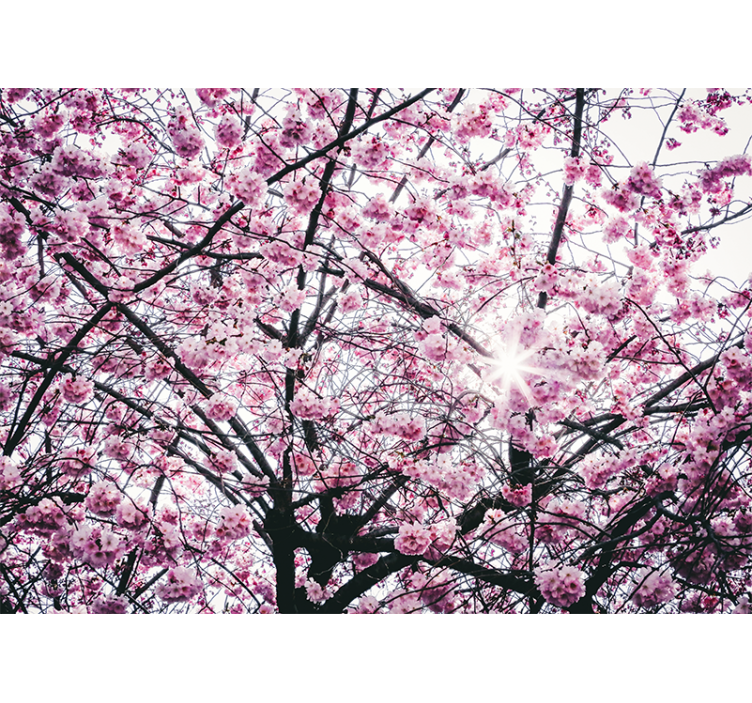 Růžová roleta saky sakura - TenStickers