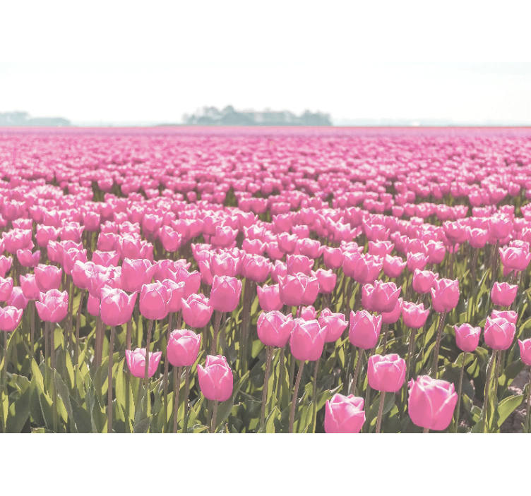 Roleta do obývacího pokoje růžové tulipánové pole - TenStickers