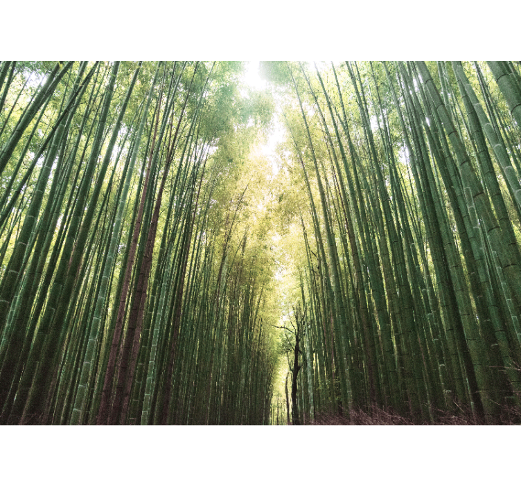 Roleta do obývacího pokoje bambusový les zen - TenStickers