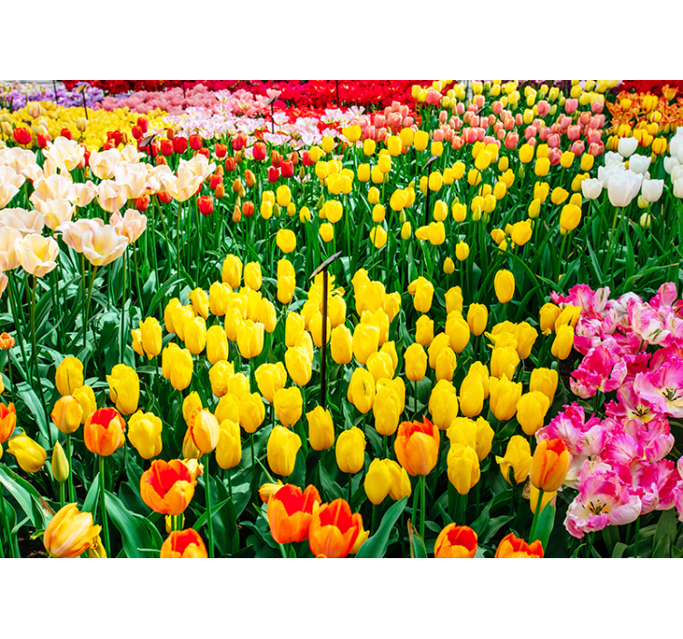 Roleta do obývacího pokoje tulipány - TenStickers