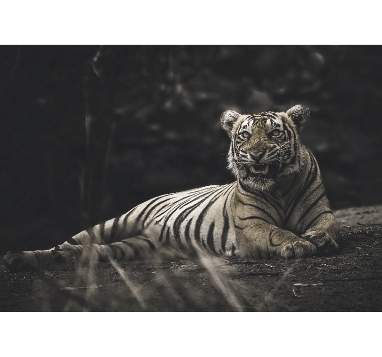 Roleta do obývacího pokoje tiger leží - TenStickers