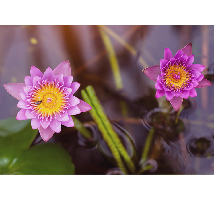 Roleta do obývacího pokoje růžový/fialový lotus - TenStickers