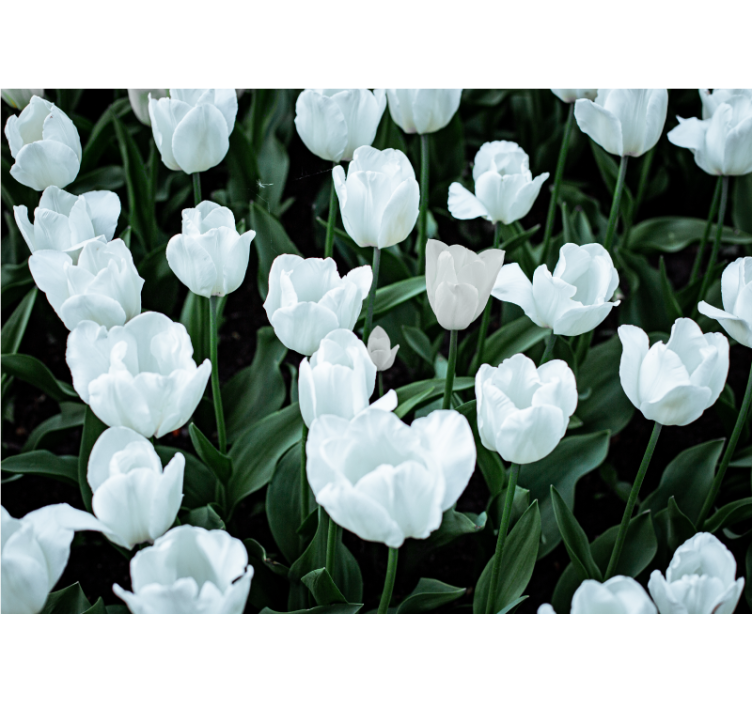 Roleta do obývacího pokoje bílé tulipány - TenStickers
