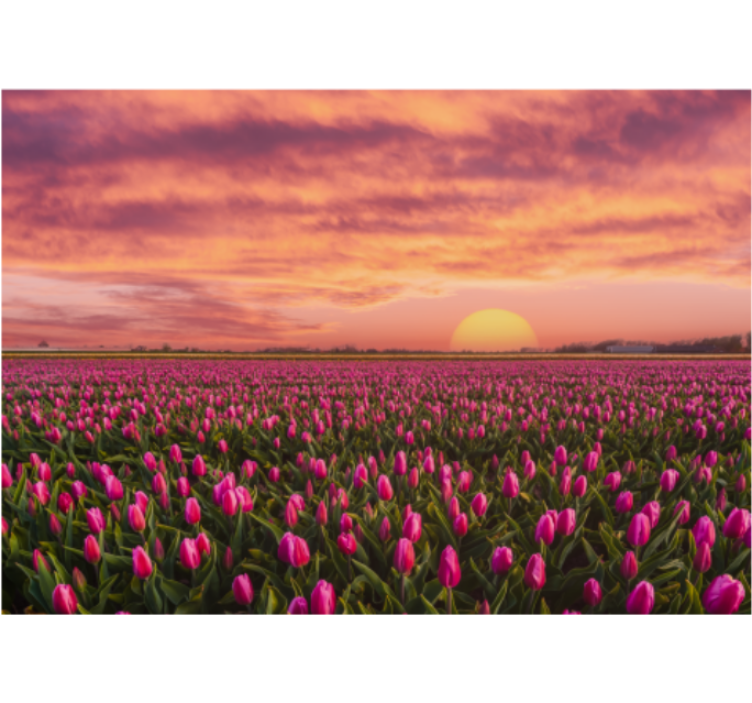Roleta do obývacího pokoje slunce a tulipány - TenStickers