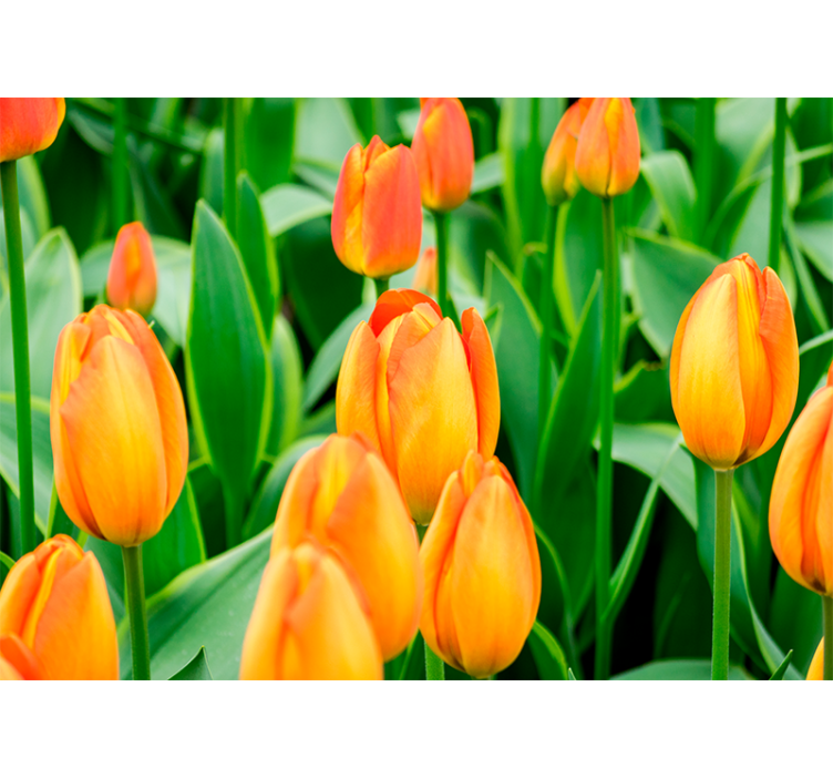 Roleta do obývacího pokoje s květy tulipánů v oranžové - TenStickers