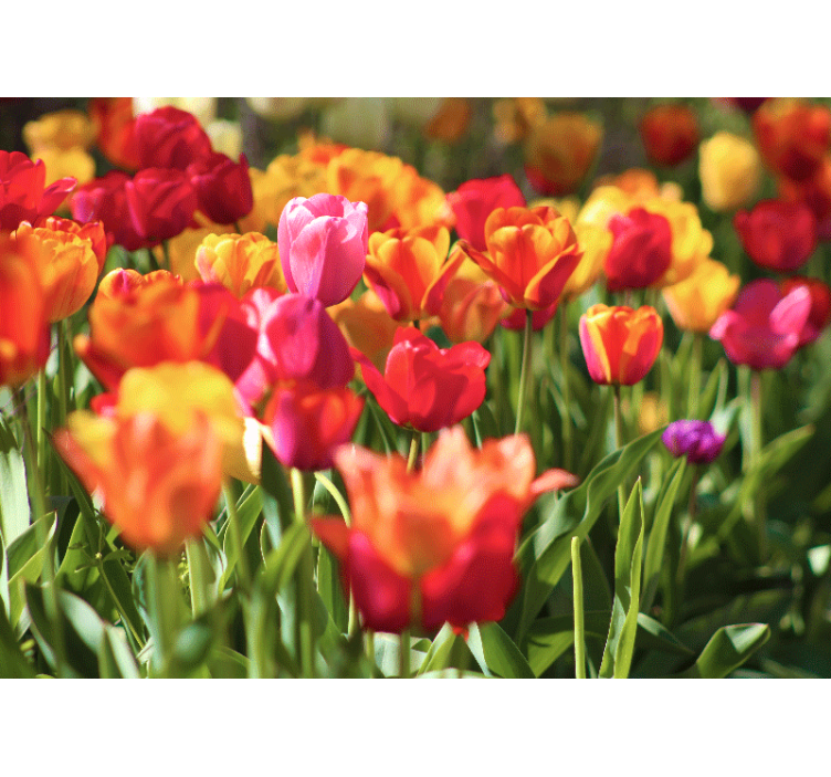 Roleta do obývacího pokoje s červenými a žlutými tulipány - TenStickers