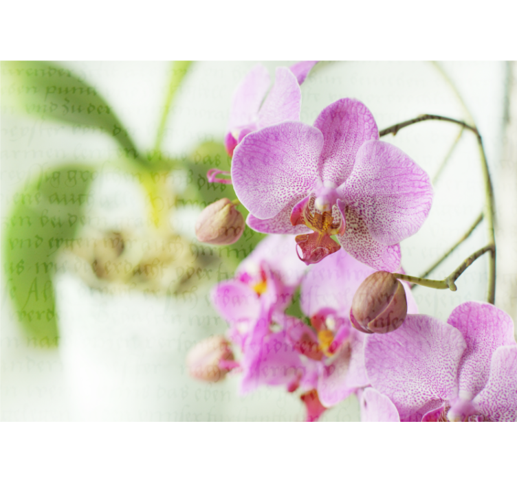 Roleta do obývacího pokoje orchidej s textem - TenStickers