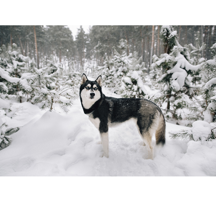 Bílá roleta zimní les a husky - TenStickers