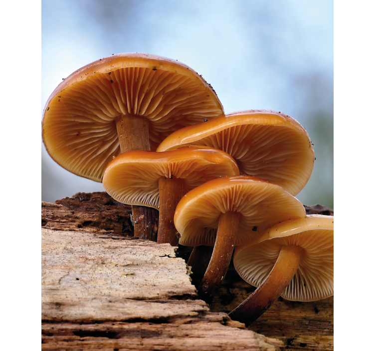 Růst hub Roleta Květiny a rostliny - TenStickers