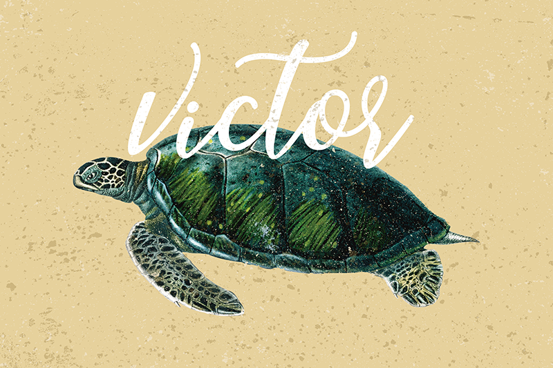 Mořská želva s názvem želví prostírání - TenStickers