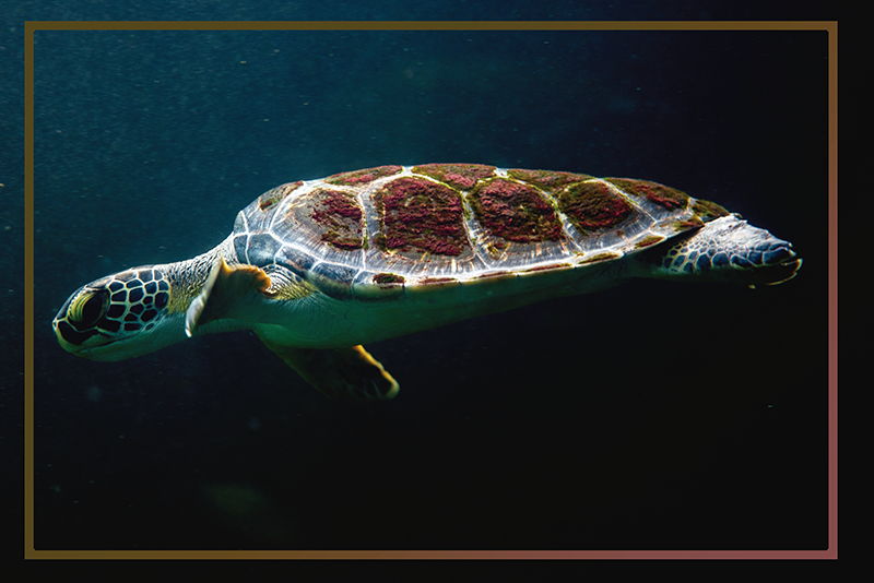 Plavání želví domácí prostírání - TenStickers