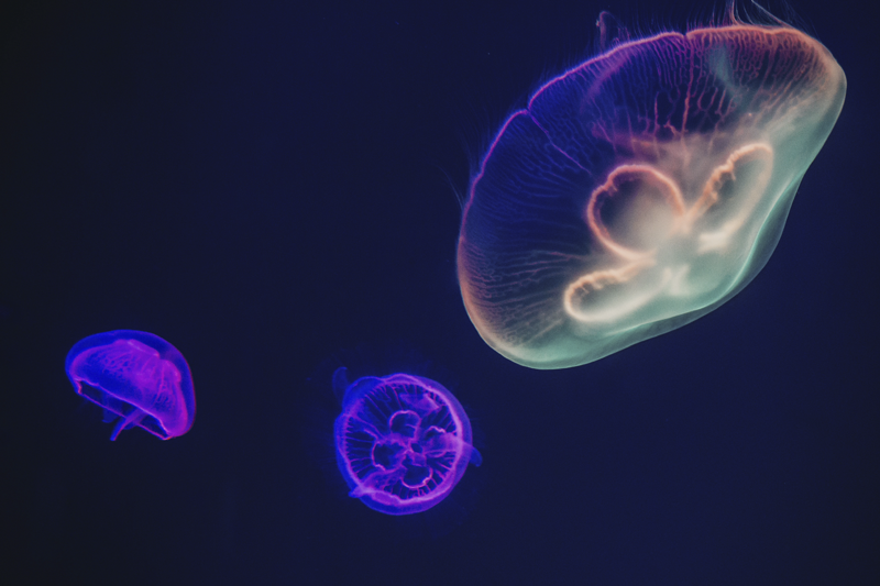 Prostírání se jménem s barevným motivem medúzy - TenStickers