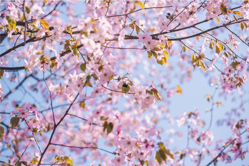 Prostírání s texturami kvetoucí třešňový květ - TenStickers