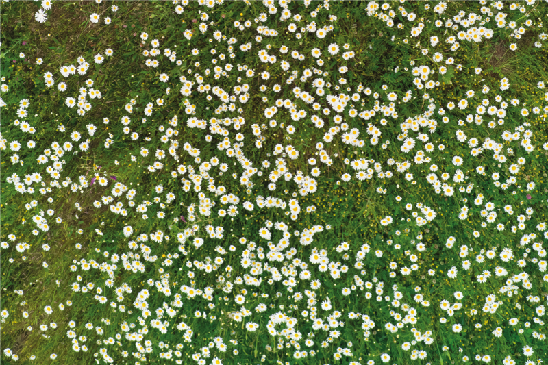 Prostírání s texturami vzor čerstvých květin - TenStickers