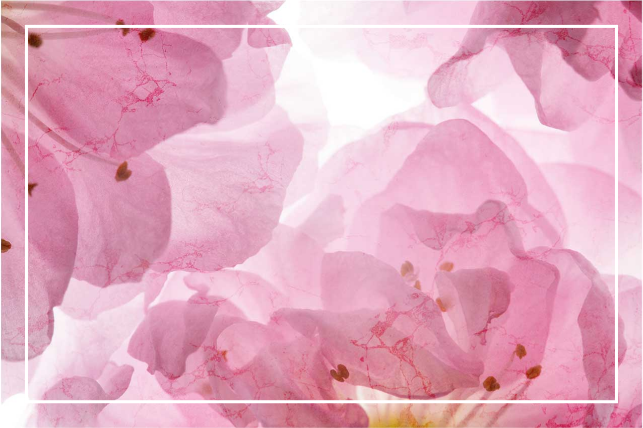 Růžové květy s listy původní prostírání - TenStickers