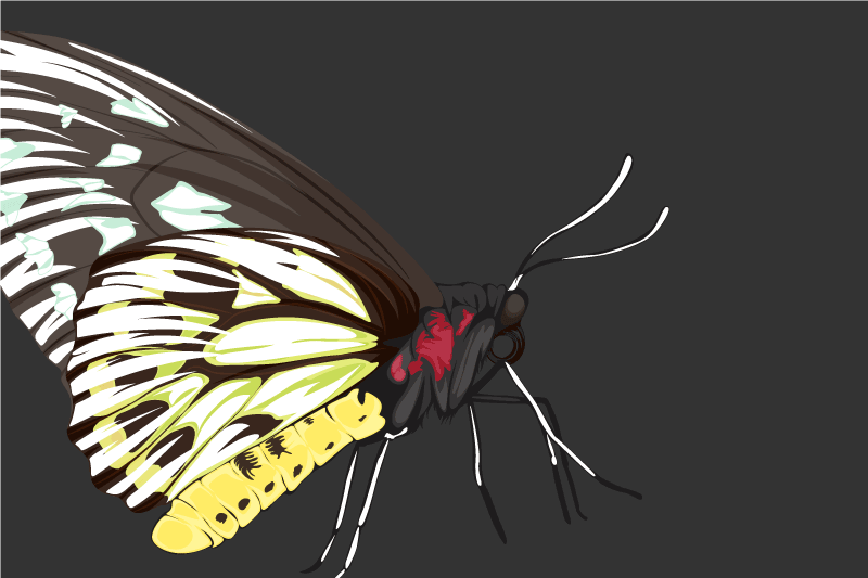 Originální prostírání s barevnou ilustrací motýla - TenStickers