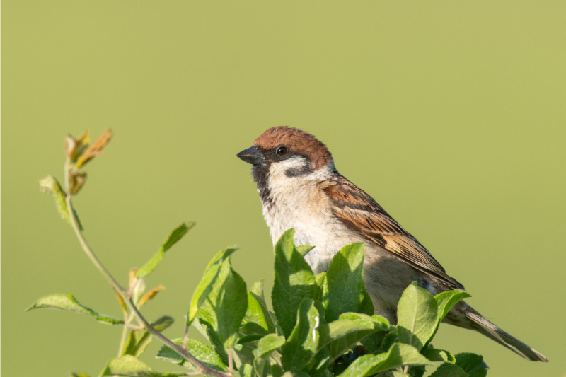 Moderní prostírání pták na zelené - TenStickers